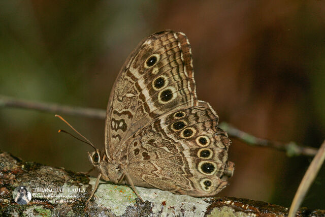 Neope muirheadii bhima