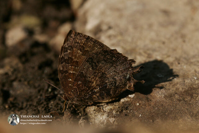 Thaduka multicaudata multicaudata