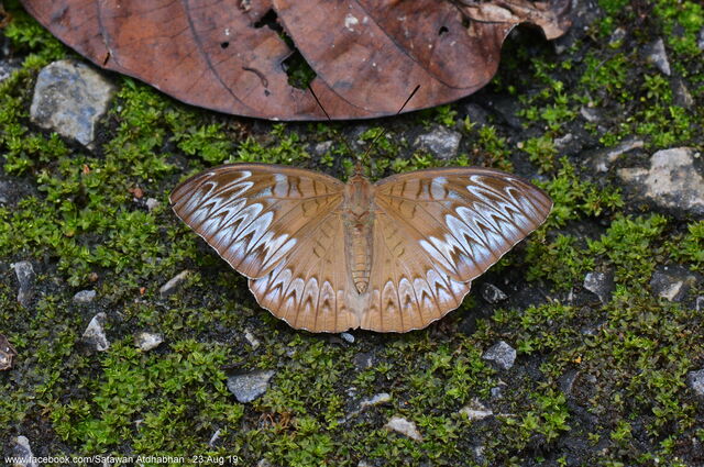 Tanaecia pelea pelea