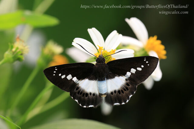 Seseria sambara indosinica