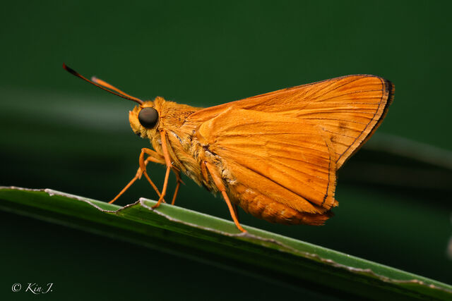 Cephrenes acalle oceanica