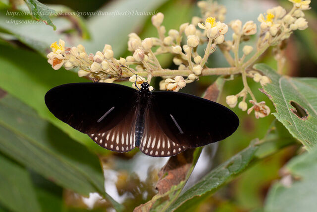 Euploea doubledayi doubledayi