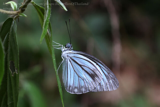 Pareronia anais anais