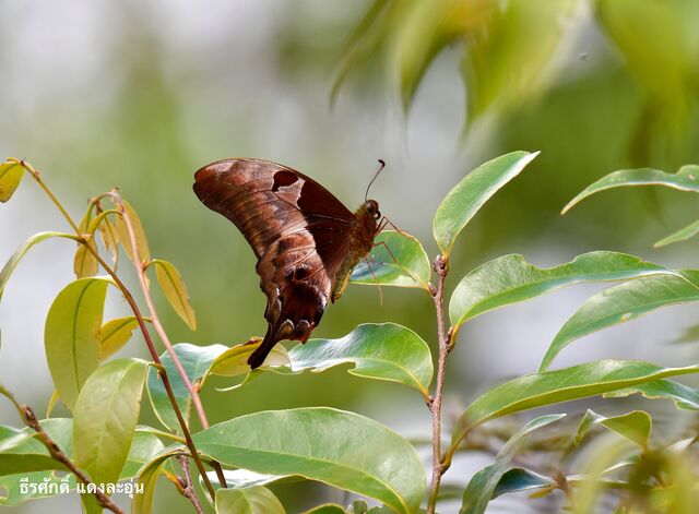 Meandrusa lachinus aribbas
