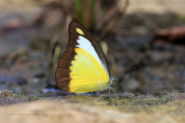 Appias lyncida eleonora
