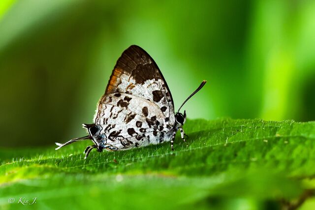 Drupadia scaeva melisa