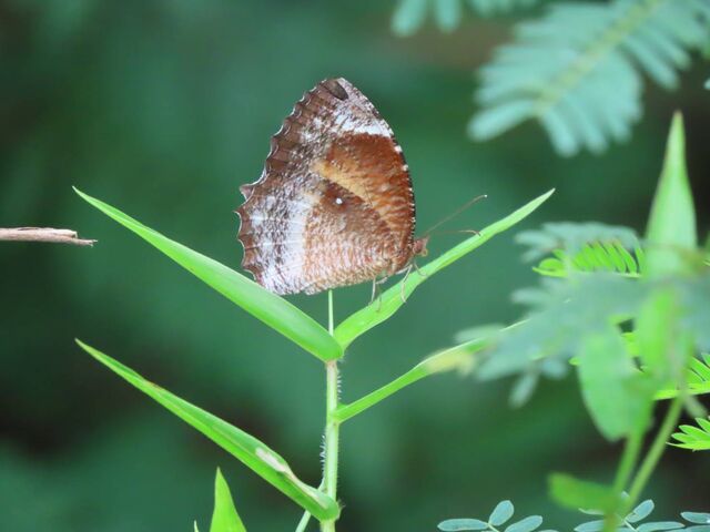 Elymnias hypermnestra violetta