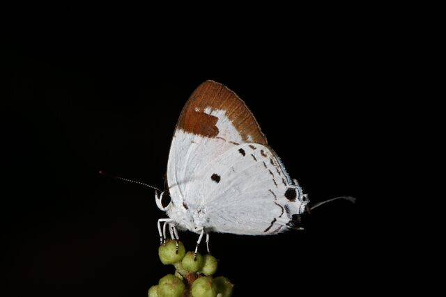 Suasa lisides lisides