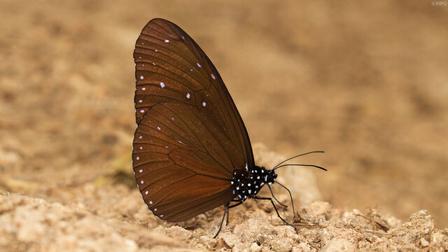Euploea mulciber mulciber