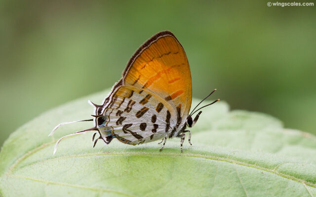 Drupadia ravindra boisduvalii