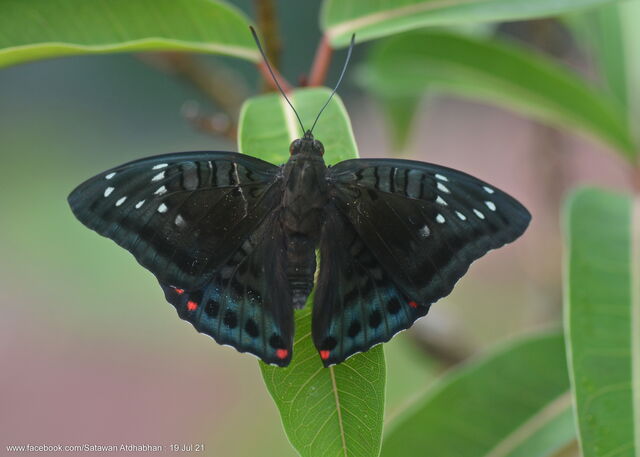 Euthalia adonia beata