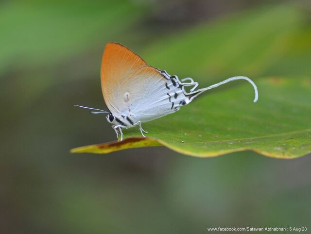 Neocheritra amrita amrita