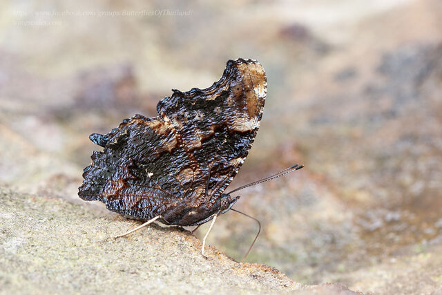 Nymphalis canace canace