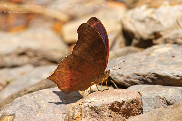 Terinos atlita ikarii