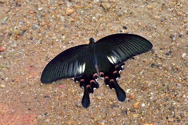 Papilio bianor stockleyi