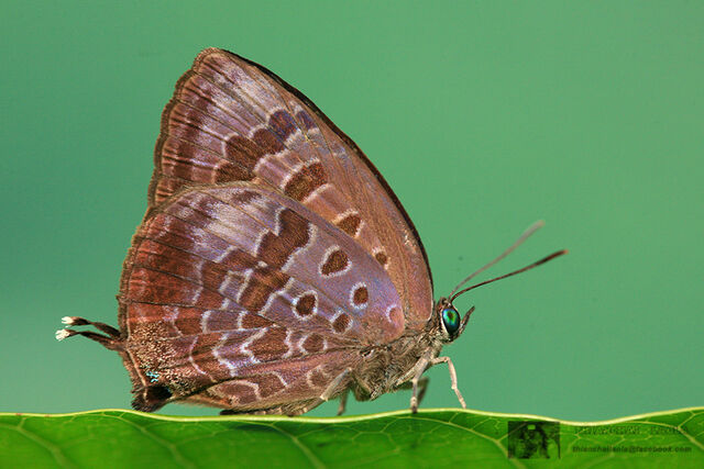 Arhopala agaba agaba