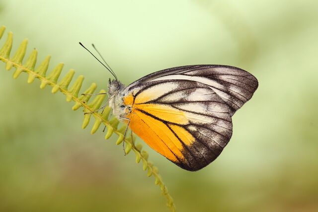 Appias cardena perakana