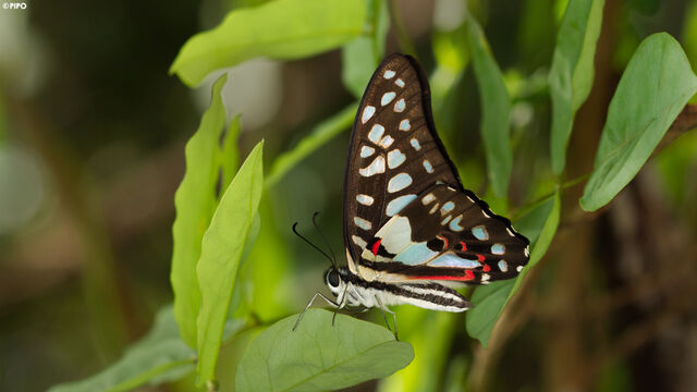 Graphium doson actor