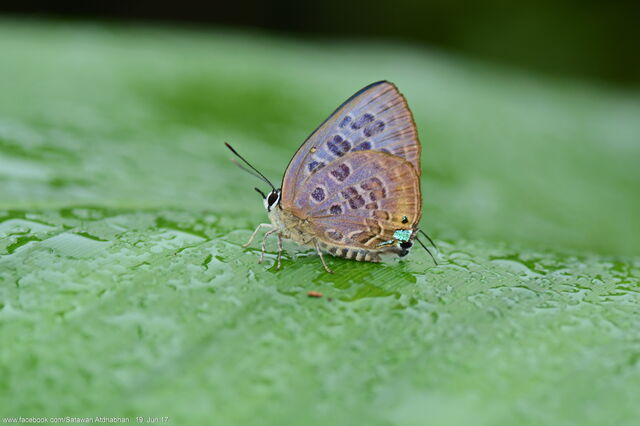 Virachola subguttata malaya