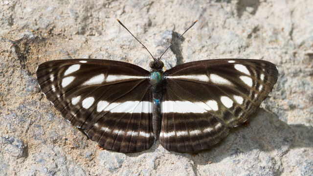 Neptis clinia susruta