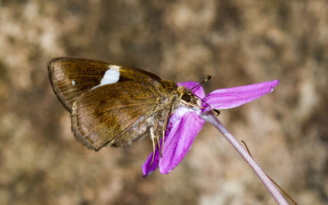 Ancistroides paralysos asawa