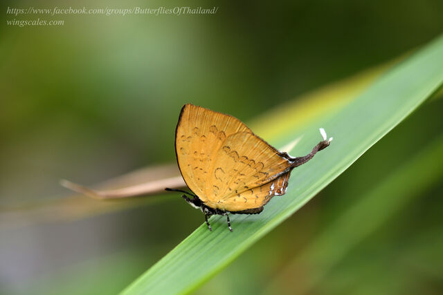 Yasoda pita dohertyi