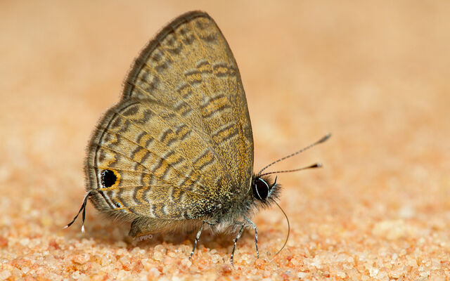 Prosotas nora ardates