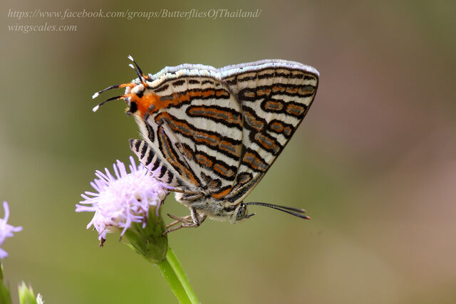Spindasis vulcanus tavoyanus