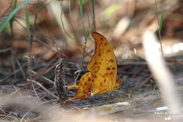 Meandrusa payeni amphis