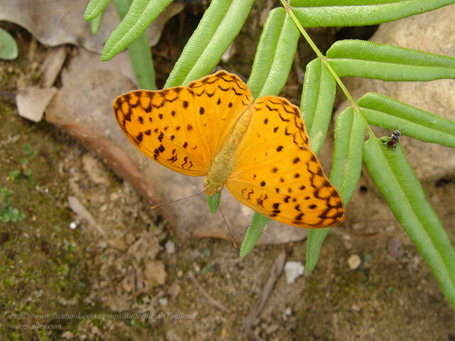 Phalanta phalantha phalantha