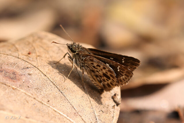 Halpemorpha albipectus