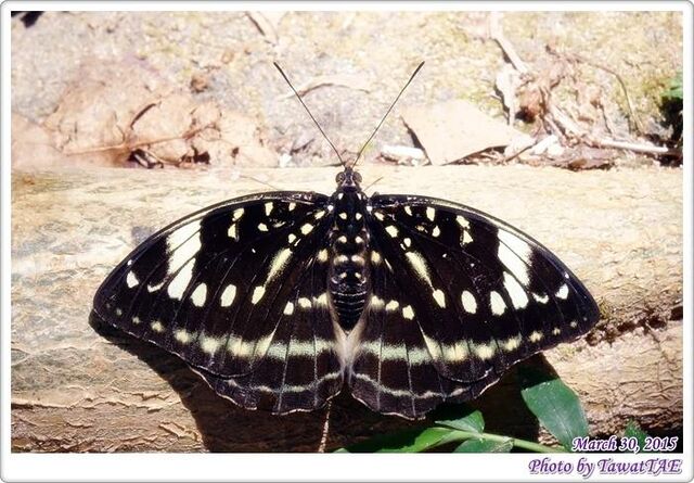 Lexias dirtea agosthena