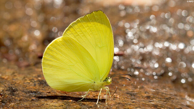 Gandaca harina burmana