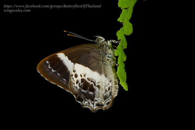 Simiskina phalena harterti