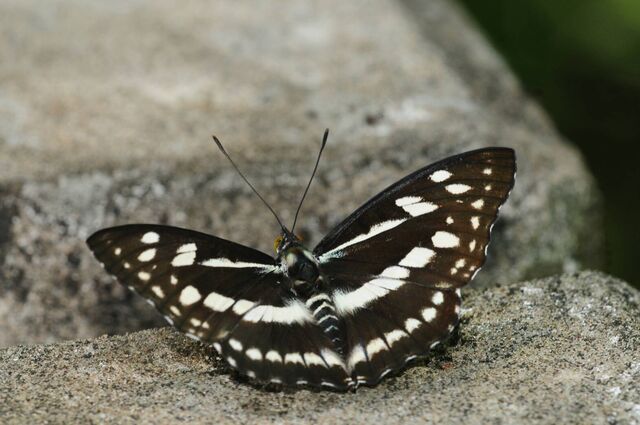 Mimathyma chevana chevana