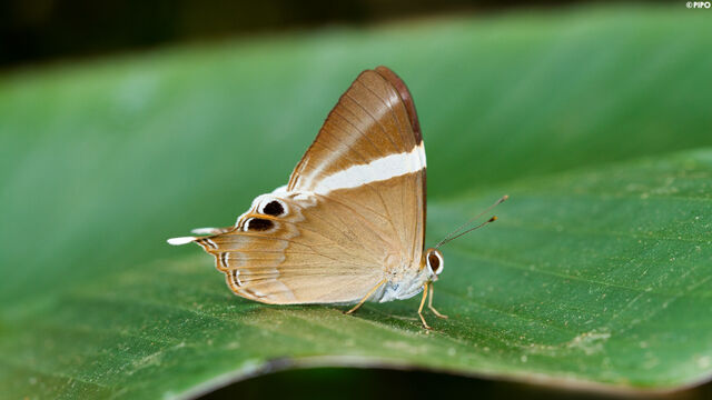 Archigenes neophron gratius