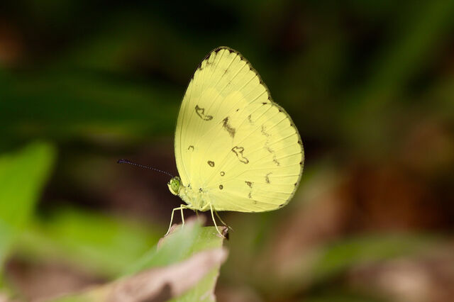 Eurema andersonii sadanobui