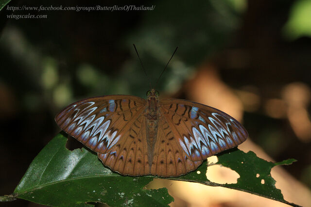 Tanaecia pelea pelea