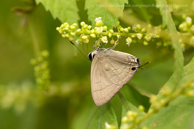 Rapala scintilla scintilla