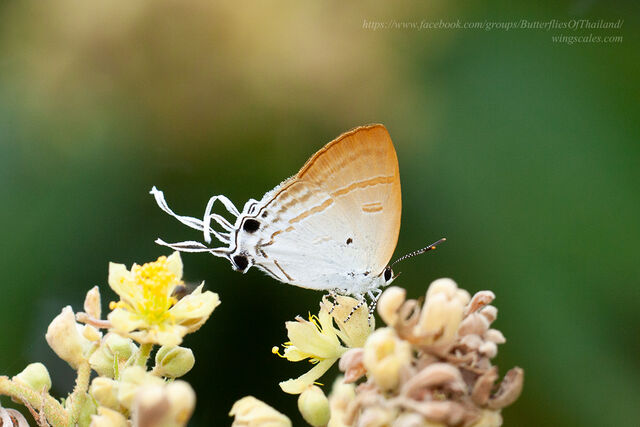 Hypolycaena amasa amasa