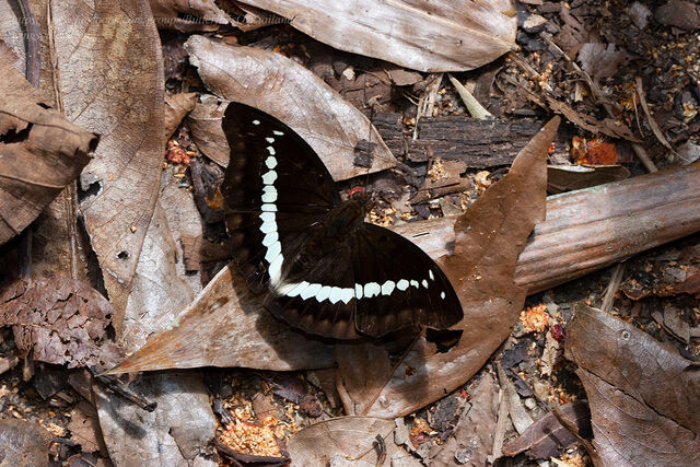 Euthalia teuta goodrichi