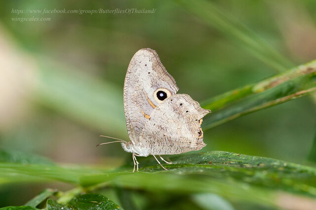 Erites falcipennis falcipennis