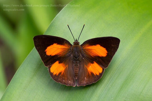Curetis bulis stigmata