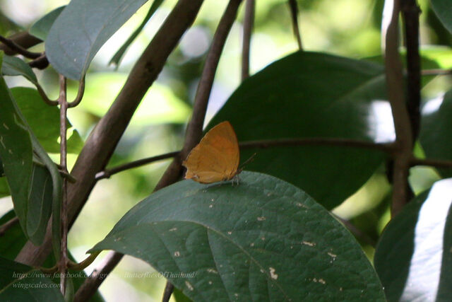 Thamala marciana ssp.
