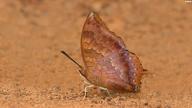 Charaxes bernardus hierax