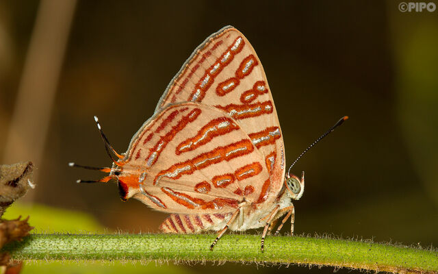 Spindasis syama peguanus