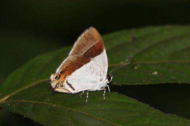 Sithon nedymond ismarus