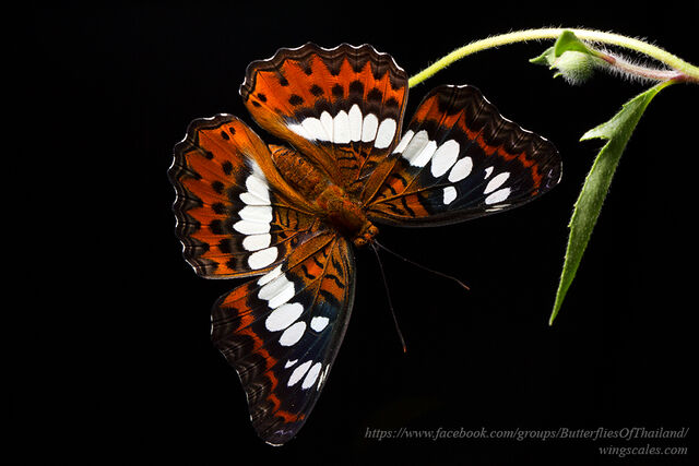 Moduza procris procris