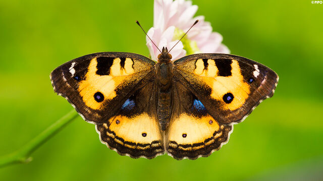 Junonia hierta hierta