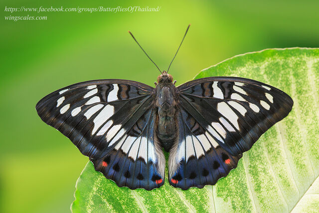 Euthalia adonia beata